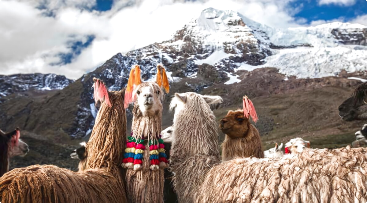 Quali sono le scelte di veicoli più popolari a Cuzco?